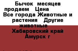 Бычок 6месяцев продаем › Цена ­ 20 000 - Все города Животные и растения » Другие животные   . Хабаровский край,Амурск г.